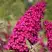 Буддлея давида РОЯЛ РЕД в Слуцке