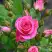 Роза ЛАВЛИ ЛИДИЯ спрей в Слуцке
