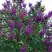 Сирень СУМЕРКИ в Слуцке