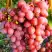 Виноград КИШМИШ КРАСНЫЙ в Слуцке