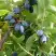 Жимолость съедобная НАРЫМСКАЯ в Слуцке