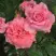 Роза ПЬЕР КАРДЕН чайно-гибридная в Слуцке