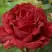 Роза РЕД ИНТУИШН чайно-гибридная в Слуцке