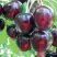 Черешня ЛЮБИМИЦА АСТАХОВА в Слуцке