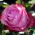 Роза ДИП ВОТЕР чайно-гибридная в Слуцке