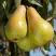 Груша КОНКОРД в Слуцке