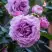 Роза СИЛЬВЕР КВИК плетистая в Слуцке