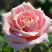 Роза ФРЕДЕРИК МИСТРАЛЬ чайно-гибридная в Слуцке