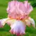 Ирис БЛАШИНГ ПИНК бородатый в Слуцке