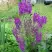 Коровяк ВИОЛЕТТА (вербаскум) в Слуцке