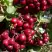 Рябина ГРАНАТНАЯ сладкоплодная в Слуцке