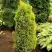 Можжевельник ГОЛД КОН обыкновенный в Слуцке