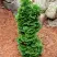 Туя СПИРАЛИС МИНИ западная в Слуцке