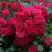 Роза РАДОСТЬ САДОВНИКА (ГАРТЕН ФРОЙДЕ) почвопокровная в Слуцке