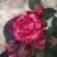 Роза ФАЙЕР ВОРКС миниатюрная в Слуцке