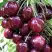 Черешня СИЛЬВИЯ колоновидная в Слуцке