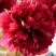 Пион БЕЛГРАВИЯ травянистый в Слуцке