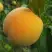 Персик ДОНЕЦКИЙ ЖЕЛТЫЙ в Слуцке