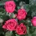 Роза ЛАВ ЛЕТТЕР флорибунда в Слуцке
