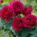 Роза КЕЙТ английская в Слуцке