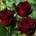 Роза ЧЕРНАЯ МАГИЯ чайно-гибридная в Слуцке