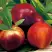 Нектарин СТАРК РЕД ГОЛД в Слуцке
