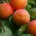 Абрикос ГРАФИНЯ в Слуцке