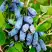 Жимолость съедобная БАКЧАРСКИЙ ВЕЛИКАН в Слуцке