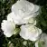 Роза АЙСБЕРГ флорибунда в Слуцке
