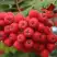 Рябина АЛАЯ КРУПНАЯ сладкоплодная в Слуцке