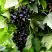 Смородина чёрная БЕЛОРУССКАЯ СЛАДКАЯ в Слуцке