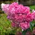 Гортензия МЕГА МИНДИ метельчатая в Слуцке