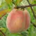 Персик ЕЛГАВСКИЙ в Слуцке