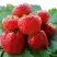 Клубника ВИМА ЗАНТА в Слуцке