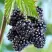 Ежевика БЛЭК САТИН бесшипная  в Слуцке