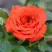 Роза ОРАНЖ ДЖЕВЕЛ миниатюрная в Слуцке