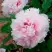Пион ПЕРСИК ПОД СНЕГОМ древовидный в Слуцке