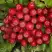 Рябина РУБИНОВАЯ сладкоплодная в Слуцке