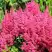 Астильба САННИ ДЕЙ гибридная в Слуцке