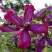 Клематис СВИТ САММЕР ЛАВ в Слуцке