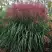Мискантус МАЛЕПАРТУС китайский  в Слуцке