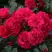 Роза РАДОСТЬ САДОВНИКА (ГАРТЕН ФРОЙДЕ) почвопокровная в Слуцке