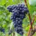 Виноград МУКУЗАНИ в Слуцке