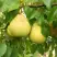 Груша ВЕЛИКАЯ ЛЕТНЯЯ (БОЛЬШАЯ ЛЕТНЯЯ) в Слуцке