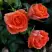 Роза ОРАНЖ ДЖЕВЕЛ миниатюрная в Слуцке