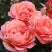 Роза КОРАЛ ЛИОНС РОУЗ флорибунда в Слуцке