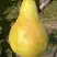 Груша КОНКОРД в Слуцке