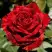 Роза РЕД ИНТУИШН чайно-гибридная в Слуцке