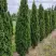 Туя ДЕГРУТ СПАЙР западная в Слуцке