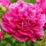 Пион НОЧНЫЕ ГРЕЗЫ древовидный в Слуцке